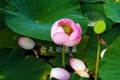 WLI0121