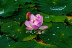WLI0128