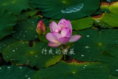 WLI0129