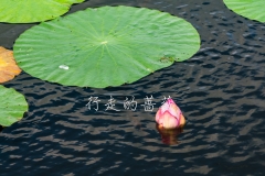 WLI0137