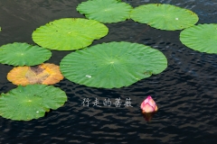 WLI0138